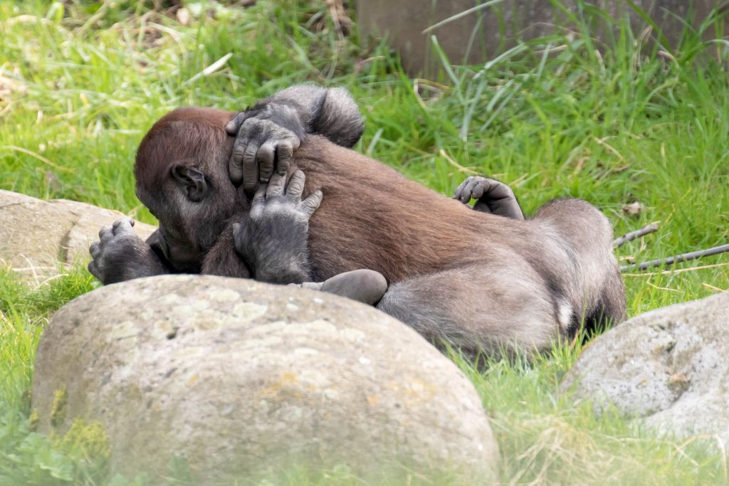  Eşcinsel Gorillerin Sevişmesi, Hayvanat Bahçesi Ziyaretçilerini Şaşkına Uğrattı